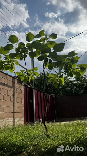 Дерево счастья или прекрасная катальпа