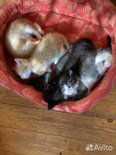 Котята в добрые руки 1 месяц