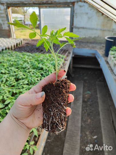 Рассада томатов