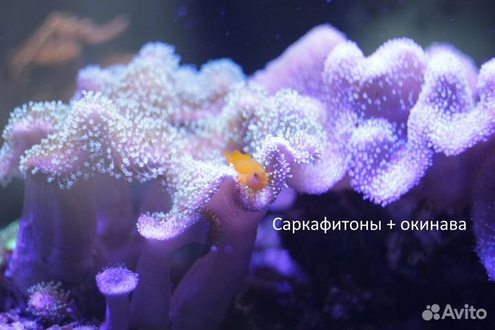 Морской аквариум полный комплект