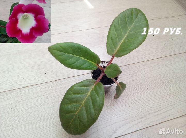 Глоксиния Тидеи