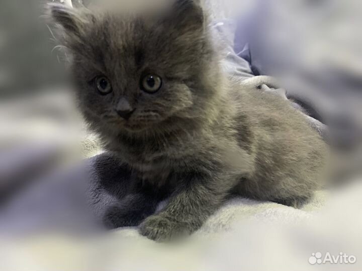 Котенок