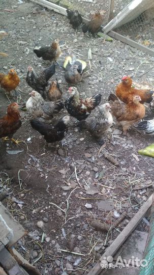 Карликавые куры