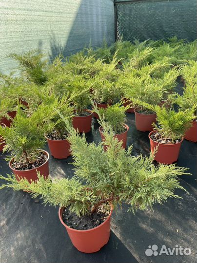 Можжевельник казацкий