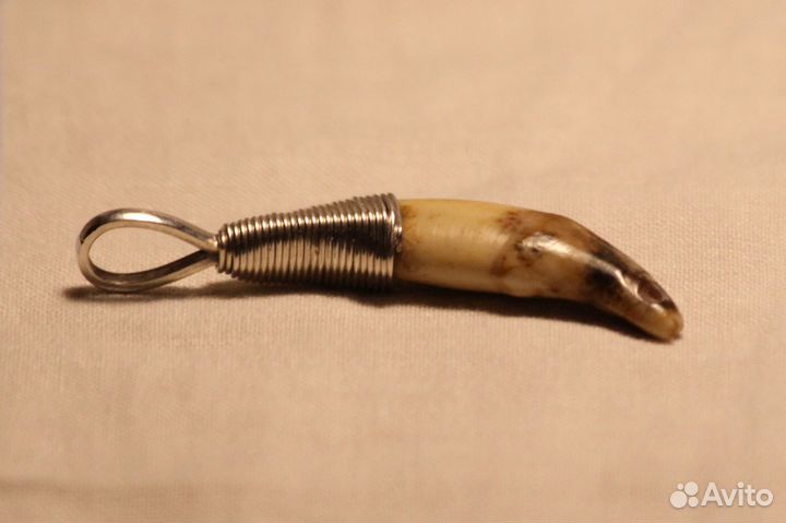 Ископаемый волчий зуб в серебряной оправе