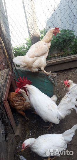 Петухи молодые Кучинские Юбилейные
