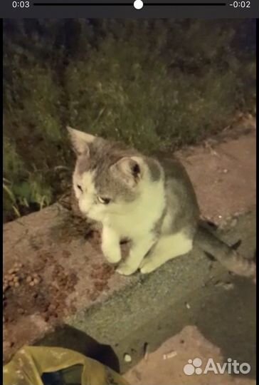 Хромой котик ищет добрые руки