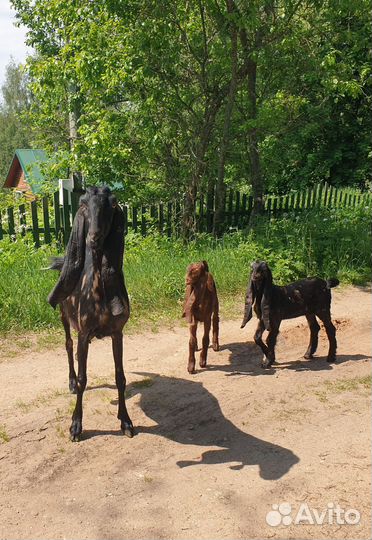 Дойная коза Камори