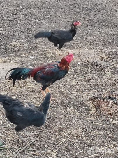 Бойцовые петухи и курицы