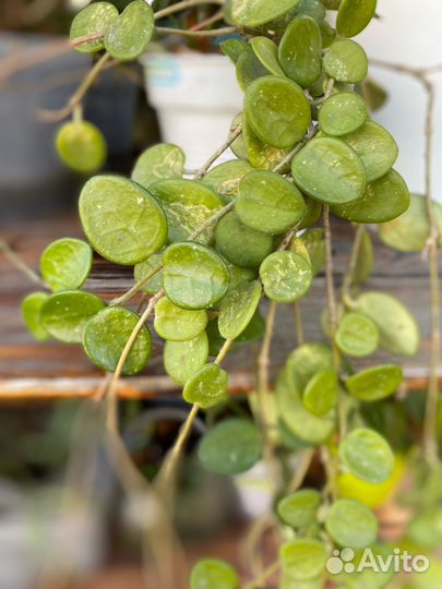 Хойи сортовые