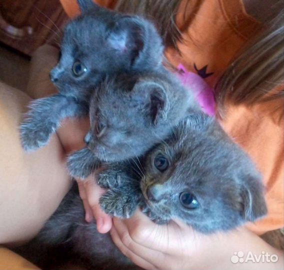 Британская