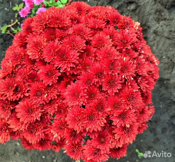 Хризантема шаровидная мультифлора