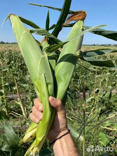 Фермерское хозяйство, продажа