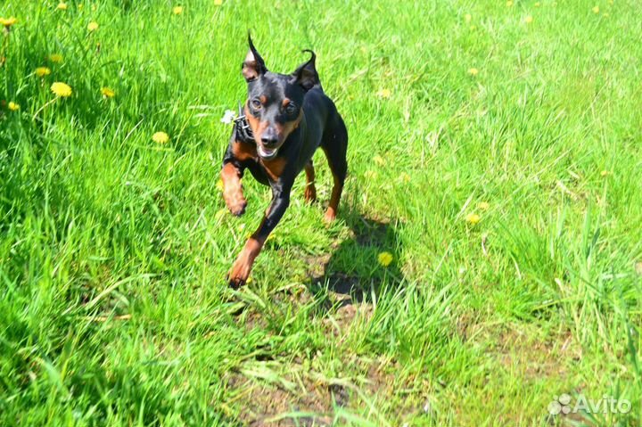 Выгул собак, дрессировка