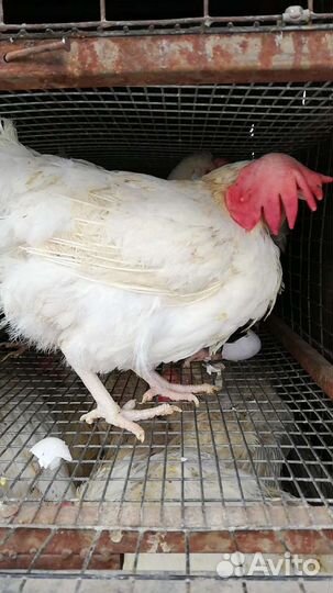 Куры Коралл ник