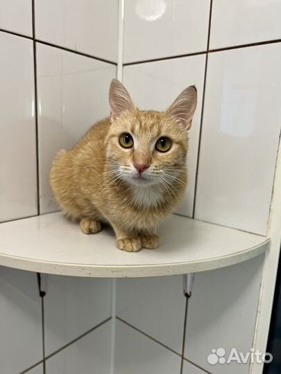 Кошка в дар