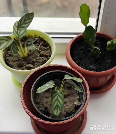 Комнатные цветы