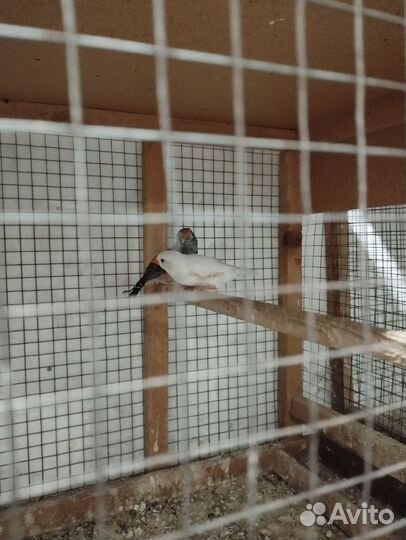 Зебровые амадины