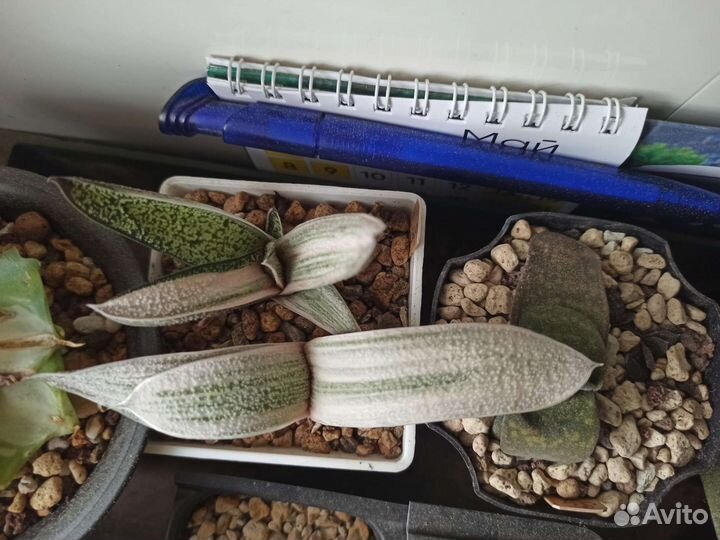 Суккуленты, адромискус, гастерия, кактус, хавортия