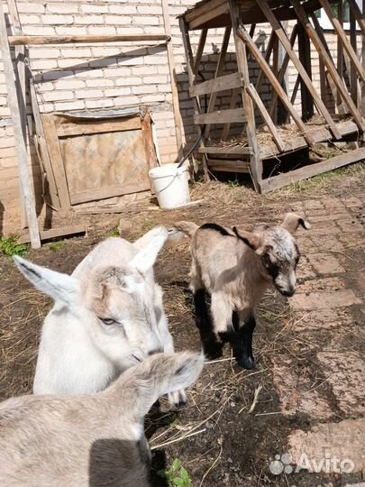 Альпийские козлята