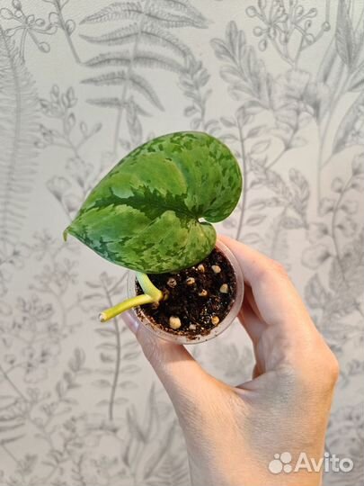 Сциндапсусы, антуриум кристаллинум