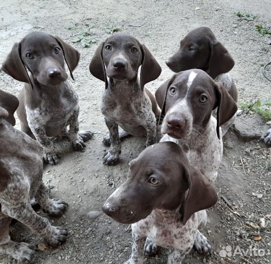 Щенки курцхаара