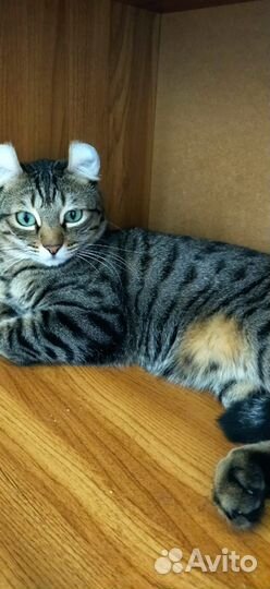 Американский керл