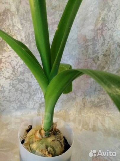 Алое вера, алое, лук индийский