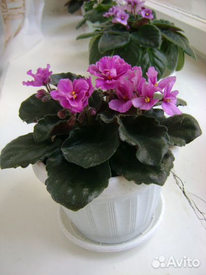 Комнатные цветы