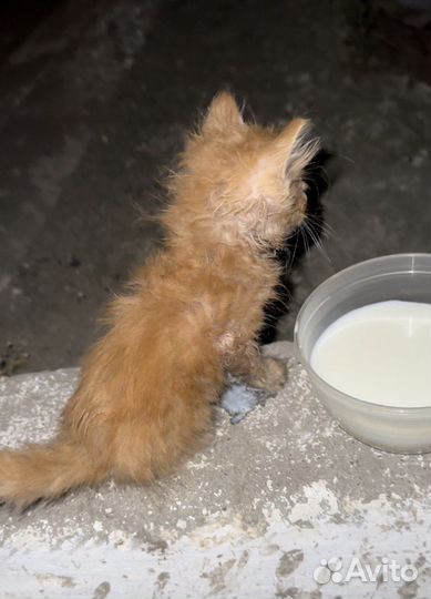 Рыжий котенок 1 мес