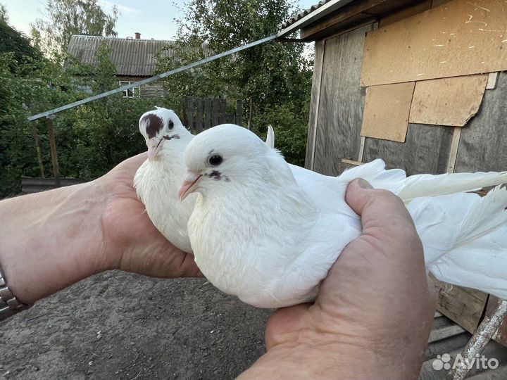 Николаевские голуби