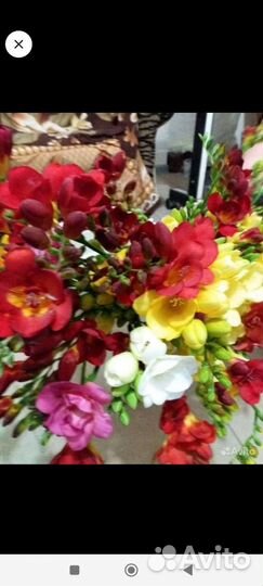 Луковицы фрезии