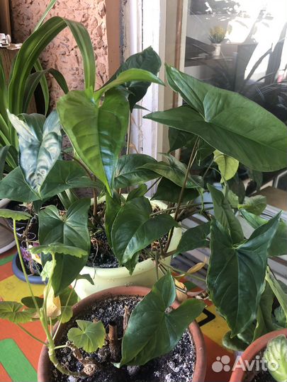 Комнатные цветы