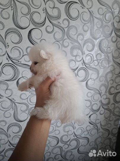 Белые комочки шпица