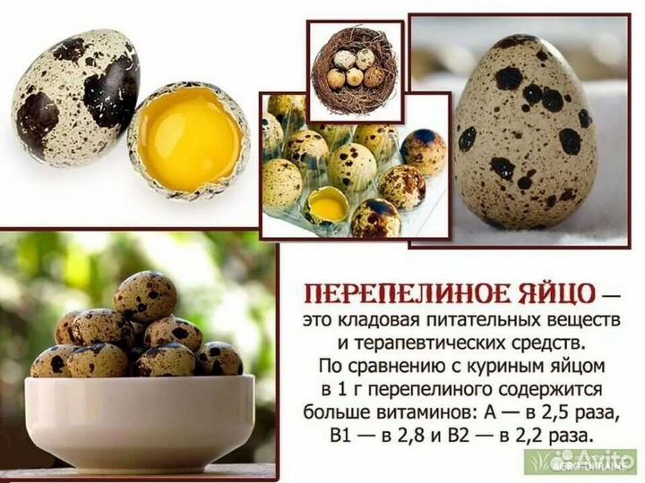 Яйца перепелиные домашние