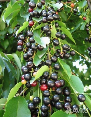 Вишня и слива саженцы