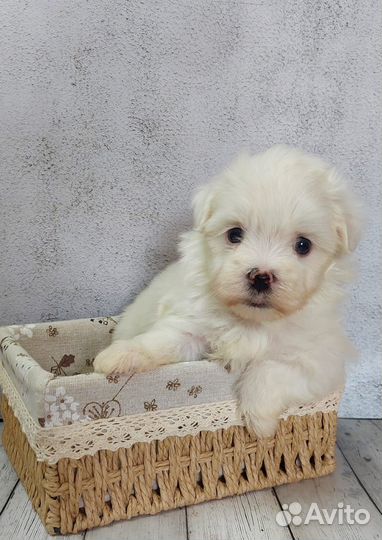 Детки мальтезе