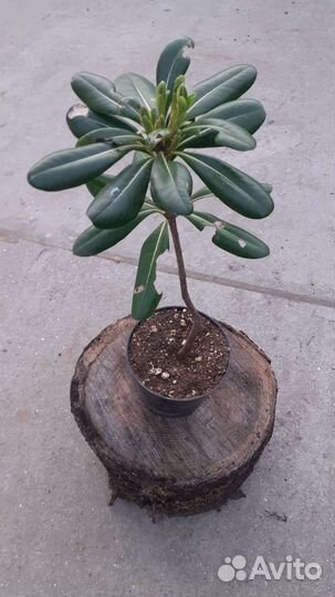 Питтоспорум (смолосемянник)