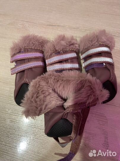 Одежда для собак