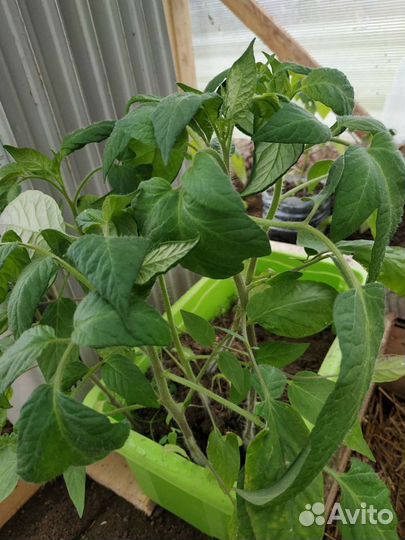 Рассада помидор, перца, баклажанов, цветов, капуст