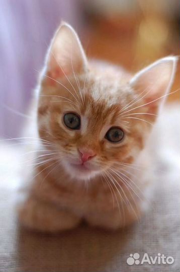 Солнечные котята в дар