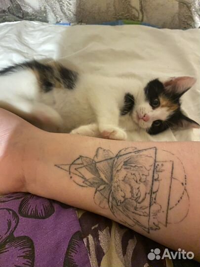 Котенок в добрые руки