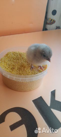 Цыплята подрощенные