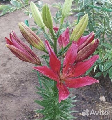 Лилии, розы