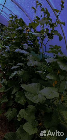 Продукты питания