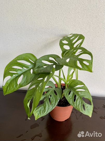 Монстера Манки