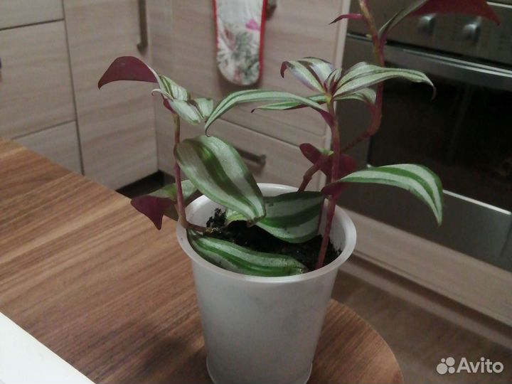 Зебрина, группа традесканций