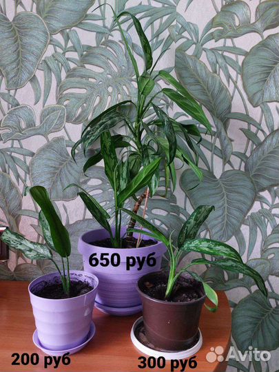 Продам цветы комнатные