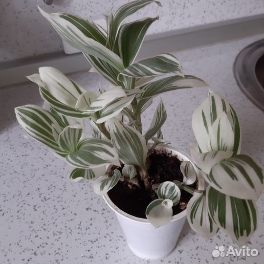 Комнатные цветочки