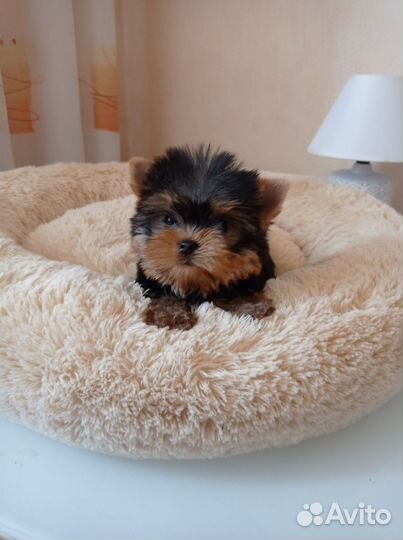 Йоркширский терьер(мини)